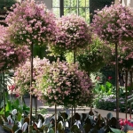 PERGOLA OGRODOWA TARASOWA METALOWA PODPORA PNĄCZY RÓŻ KWIATÓW 50X10CM BIAŁA