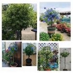 PERGOLA OGRODOWA TARASOWA METALOWA PODPORA DO PNĄCZY RÓŻ KWIATÓW 50X10CM