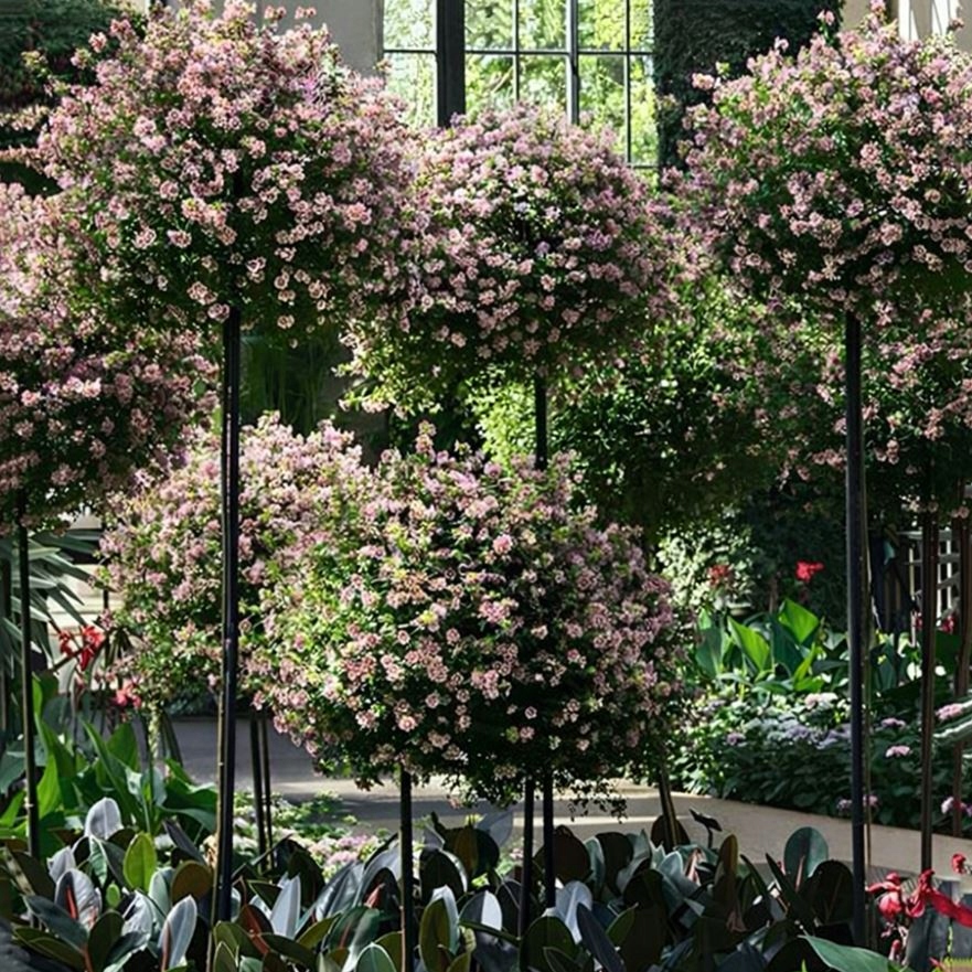 PERGOLA OGRODOWA TARASOWA METALOWA PODPORA DO PNĄCZY RÓŻ KWIATÓW 50X10CM