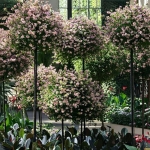 PERGOLA OGRODOWA TARASOWA METALOWA PODPORA DO PNĄCZY RÓŻ KWIATÓW 50X10CM